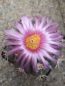 Preview: Echinocactus horizonthalonius cv. Sirotoge Suiheimaru